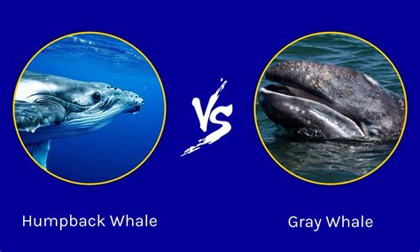 humpback whale vs gray whale
